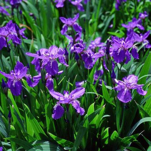 597苗木网 苗木销售信息 绿化苗木 草花地被        鸢尾又称蓝蝴蝶