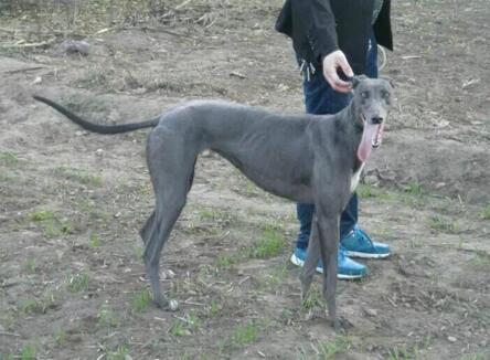 格力犬-格力犬-优猛犬业- powered by aspcms v2