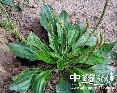 车前草泡水喝的禁忌 车前草有治疗肾炎的作用吗