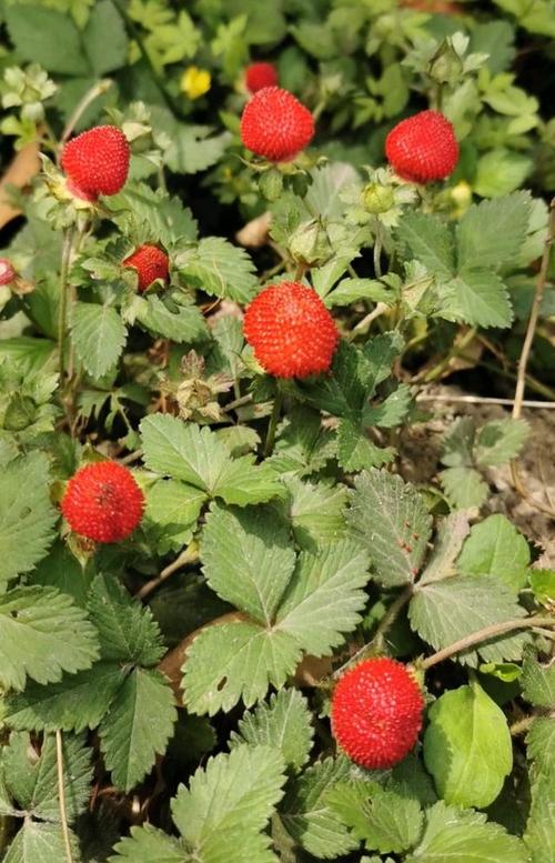 峨眉山野生药材系列——蛇莓