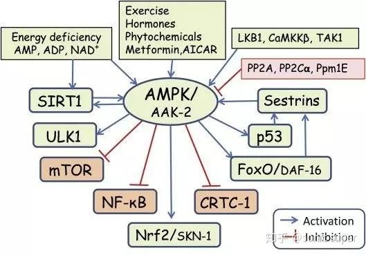 这些寿命调节信号通路与ampk的关系总结如下:   ① ampk与sirt1相互