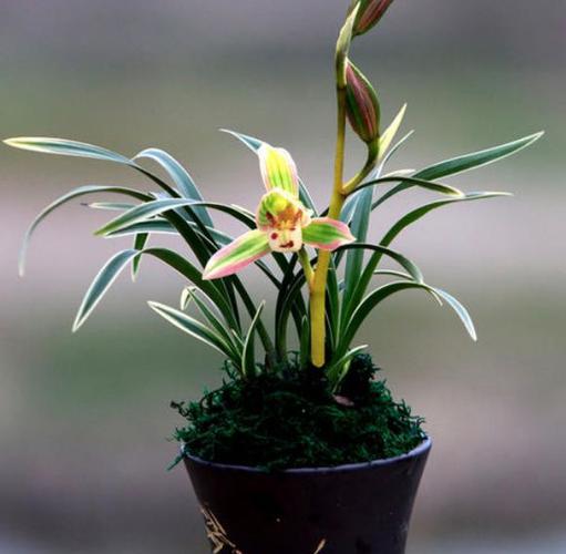 今天我们来介绍的兰花品种是建兰,它的名字是帝王妃兰花.