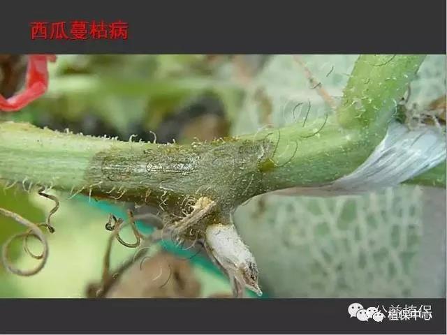 西瓜蔓枯病和枯萎病如何区别,用药有什么不同?