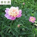 芍药花苗