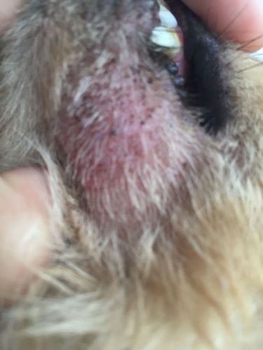 狗狗下巴长的是癣还是真菌感染?要怎么治疗啊.