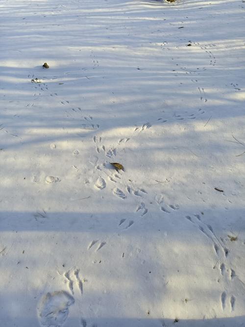 雪泥鸿爪,雪地上两行喜鹊灰喜鹊脚印爪痕
