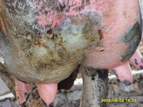 大肠杆菌性乳房炎