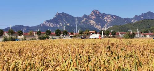 "高大上"的高岭