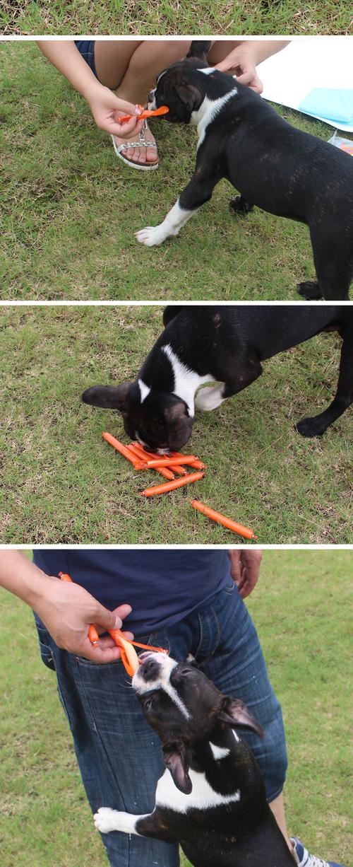 狗狗香肠 补钙鸡肉火腿肠 低盐低脂美味犬零食 宠物专用良心食品