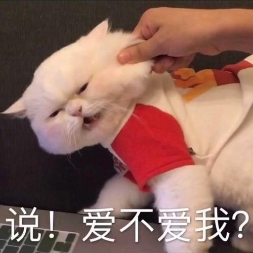 可爱猫咪表情包日常斗图必备