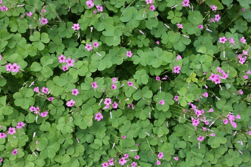 庆元植物1392酢浆草科酢浆草属关节酢浆草