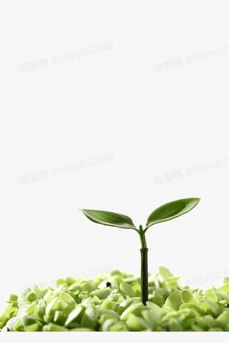 夏绿巨人一叠衣服灯光下的小绿芽高清免扣素材png小绿草png地球上的绿