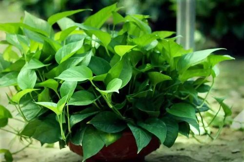 绿萝竟然有这么多品种,看看你养的是哪一种