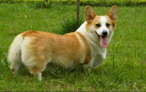 两只耳朵朝上竖着四条腿很短跑的很快身子很长叫什么狗