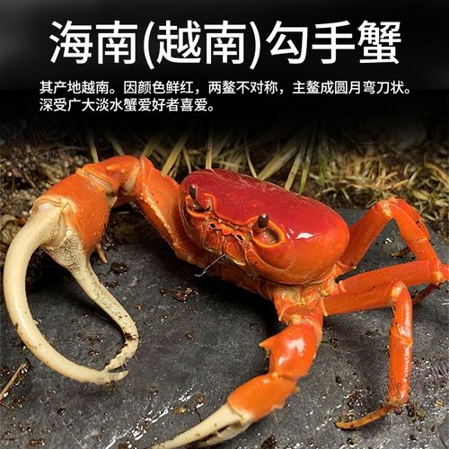 越南勾手蟹越南内溪蟹紫地蟹宠物蟹网红蟹寄居蟹淡水观赏蟹红螃蟹