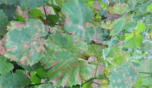 葡萄霜霉病的症状特点,葡萄霜霉病用什么药最有
