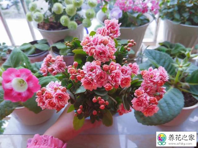 长寿花春季怎么扦插生根快