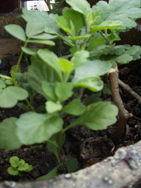 菊花苗盆里的狗牙芽苗和去年开水泡过扔泥盆里准备做肥料却居然还能