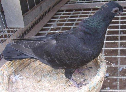 中华观赏鸽保护中心雏鸽之黑皂