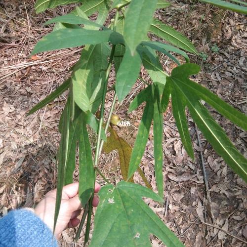 五指牛奶又名五指毛桃,你知道它的作用吗?_化痰_咳嗽