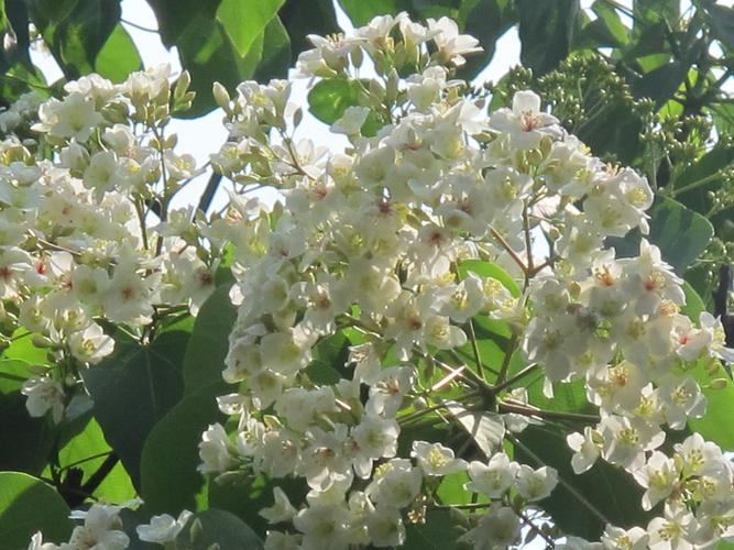风情烈, 轩昂一树,落花如雪. 漫游栈道芳菲接,送春归去今朝别.