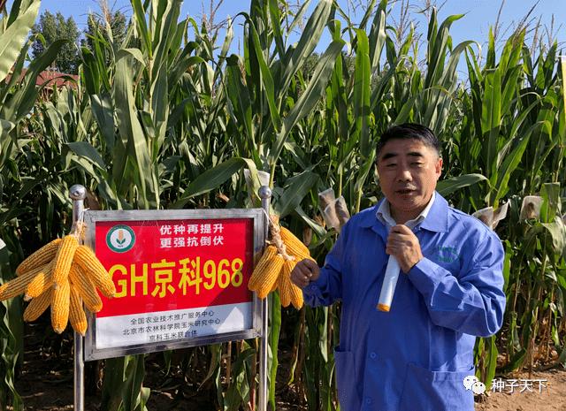 是继"京科968"之后,由北京市农林科学院玉米研究中心选育的代表性品种