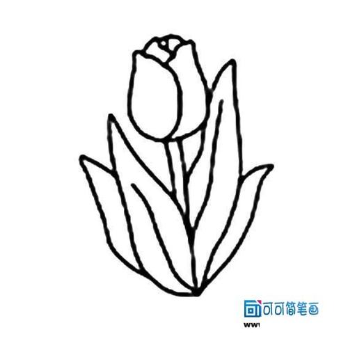 简单花朵图片简笔画