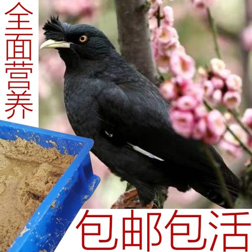 八哥幼鸟活体鸟