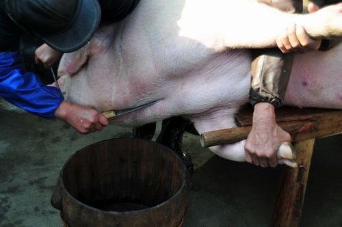 实拍农村杀猪全过程(血腥,胆小勿入!