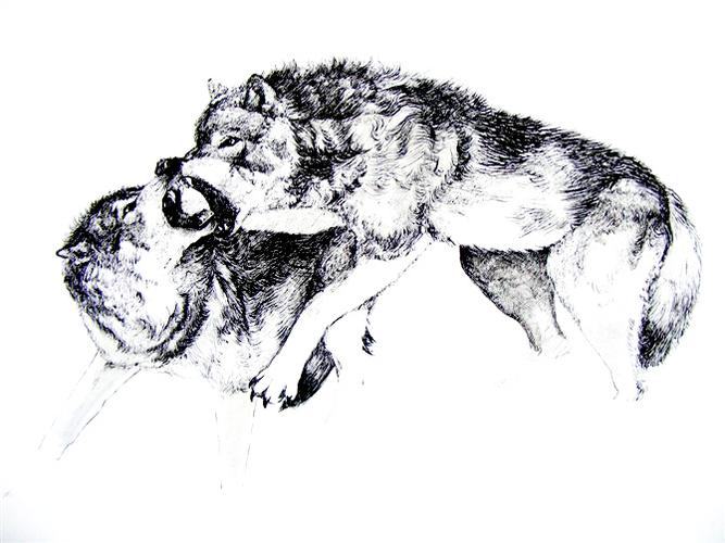 钢笔画动物|插画|商业插画|fszxs - 原创作品 - 站酷