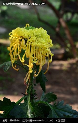 一支独秀的黄色菊花