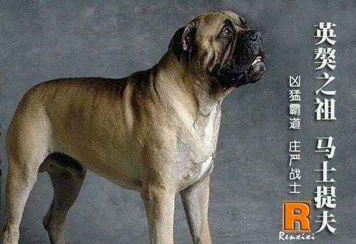 马士提夫犬也被猛犬爱好者称之为大马