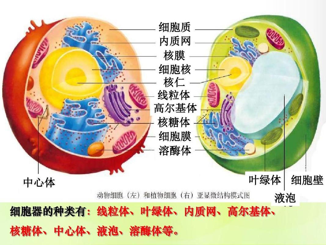高中生物专题3.2细胞器—系统内的分工合作课件新人教