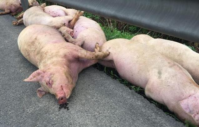 病猪轻度发热或不发热,体温在39.