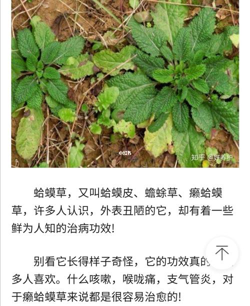 癞蛤蟆棵草………_咳嗽_感冒后咳嗽_医疗健康_医疗药品
