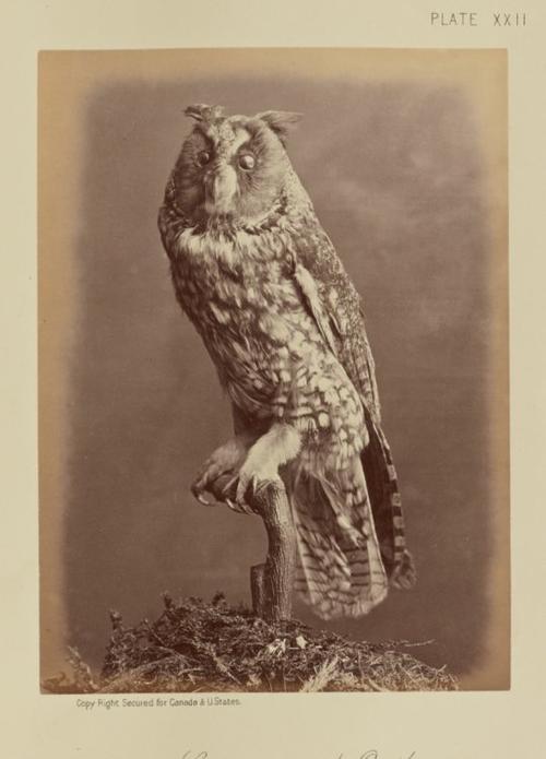 5800万年前的化石中有猫头鹰的身影