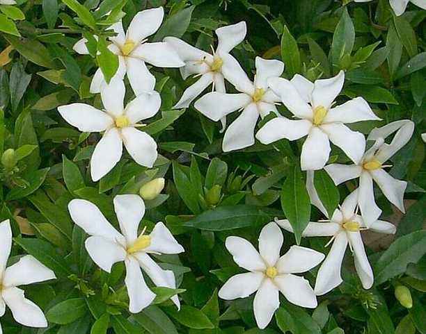 栀子花开|文/丛野|诵/轻舞飞扬