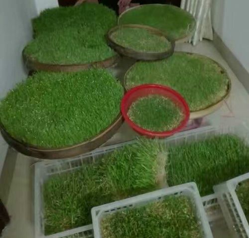 山东2017新小麦粒麦种新小麦种子麦子麦苗榨汁麦芽糖猫草5斤包邮