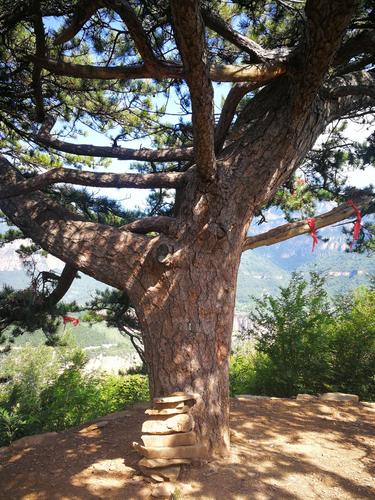 在凤凰古寨,村东头的山上有颗千年不老松树,被称为千年迎客松.