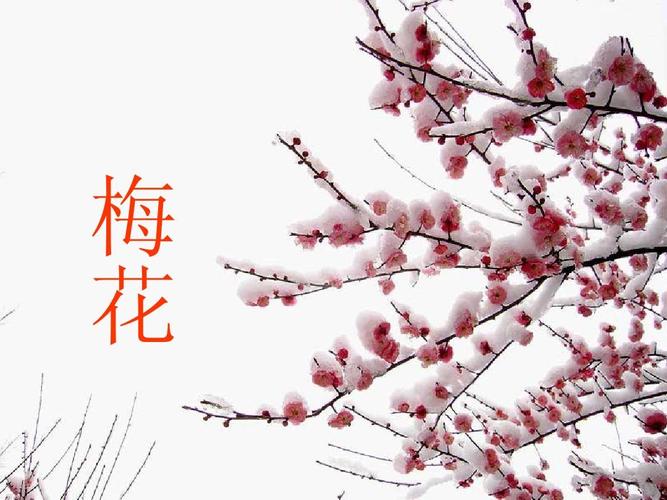 启蒙阅读4梅花ppt