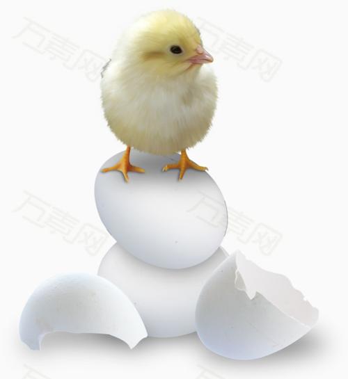 破壳而出的小鸡