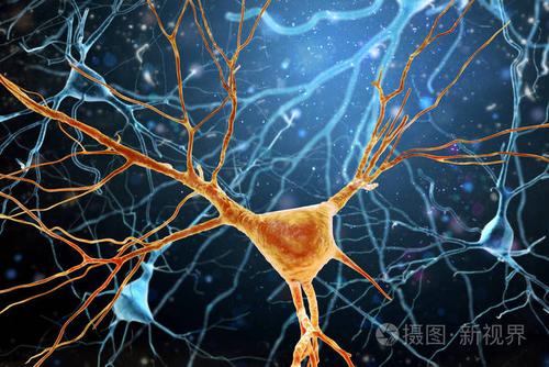 3d 人脑神经元结构图
