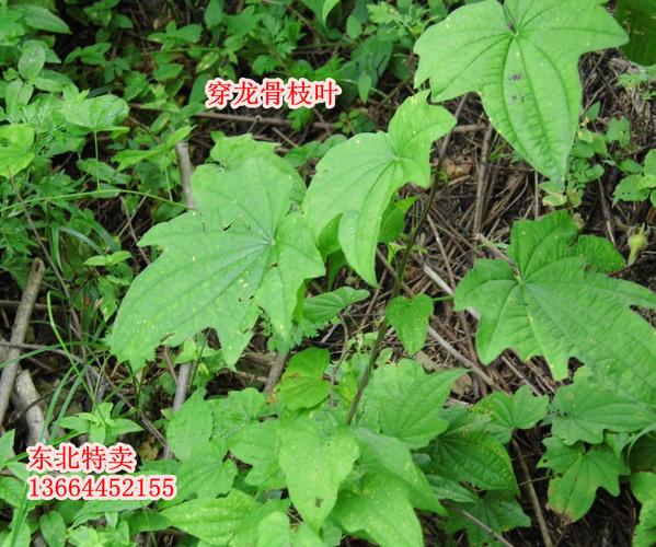 穿龙骨 穿地龙 穿山龙 串地龙 正宗长白山野生 八年生