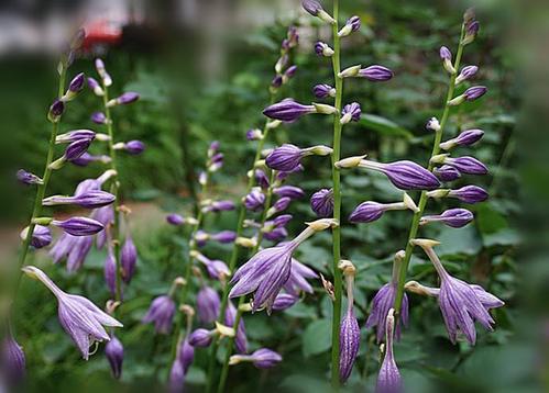 紫萼是一种什么花卉植物