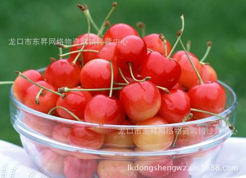 特价火爆抢购中红灯笼樱桃 出售烟台大樱桃2013新货 已上市
