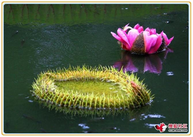 百花园051王莲