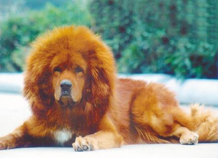 俞亨瑾养的藏獒,有中国畜牧业协会犬业分会藏獒俱乐部颁发的"中国