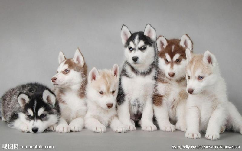 一群哈士奇二哈图片