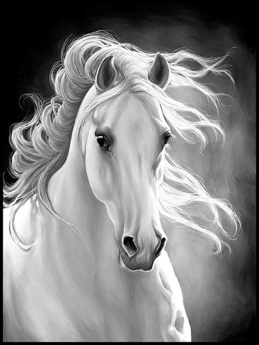 xt96257现代白马黑色装饰画玄关