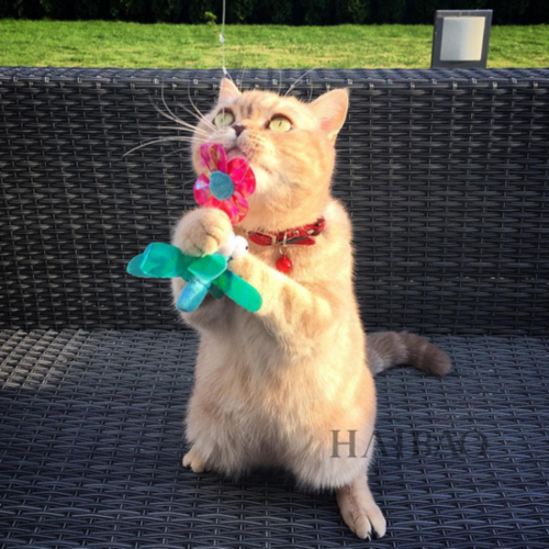 猫都看世界了daisy环游欧洲